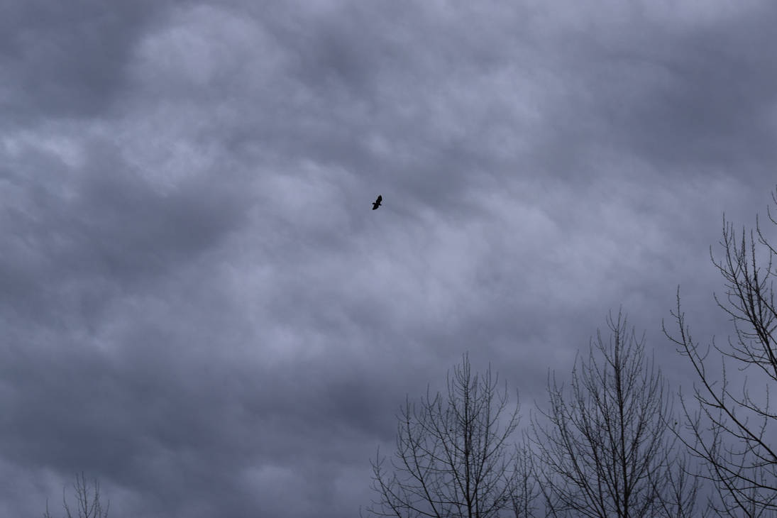 High Hawk Full by Delsin07 on DeviantArt