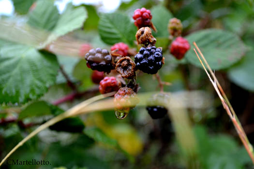 wet blackberries