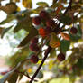 more of those berries