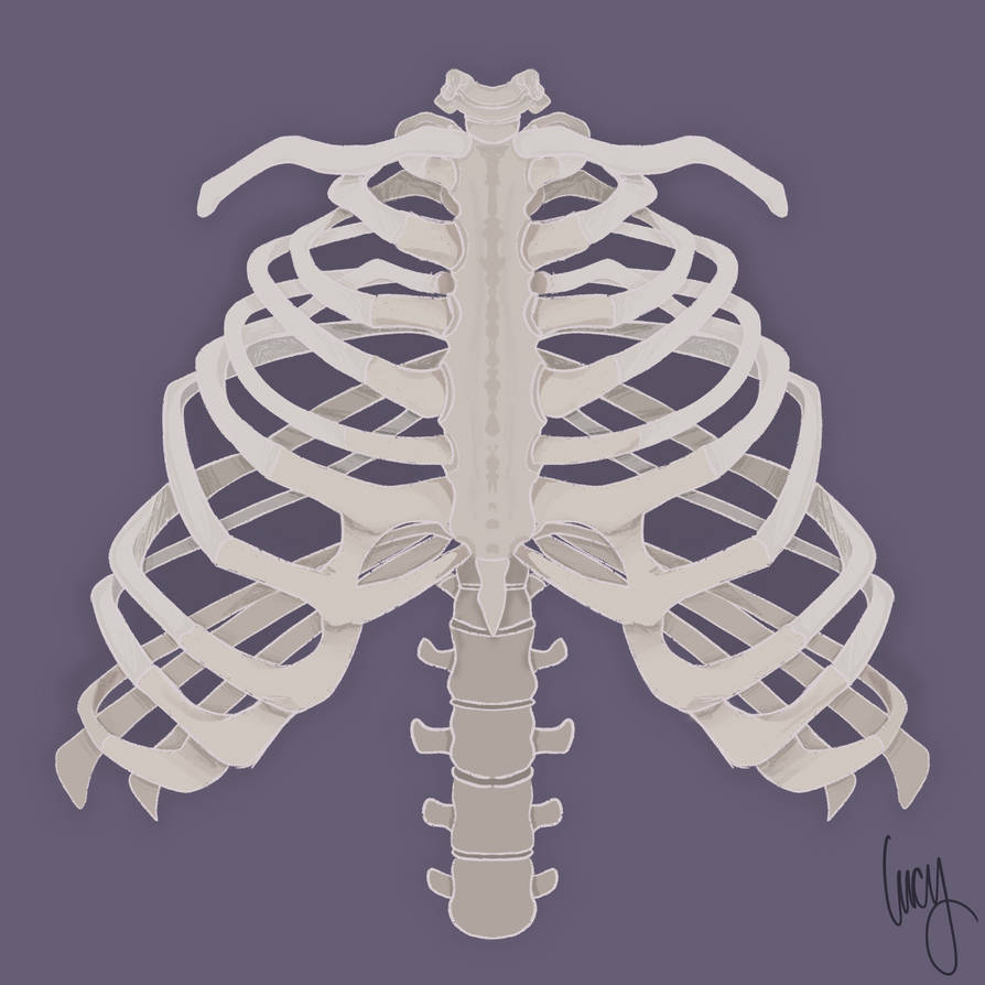 Emotional Rib Rib Study by TheRedpanda231 on DeviantArt