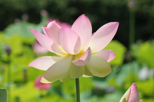 Lotus in the Sun