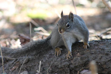 Pausing Squirrel