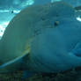 Hump-headed Maori Wrasse