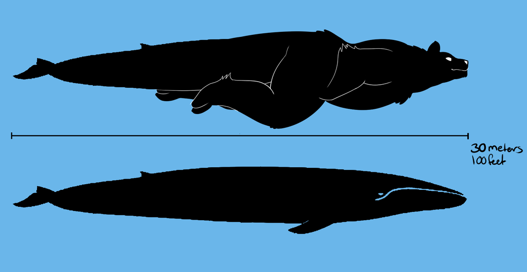 Кит Кашалот Касатка. Размеры китов. Синий кит Размеры. Синий кит сравнение.
