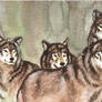 Wolves Watercolor Sketch...