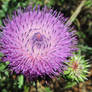 Thistle 2