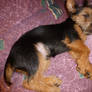 Australian Terrier puppy