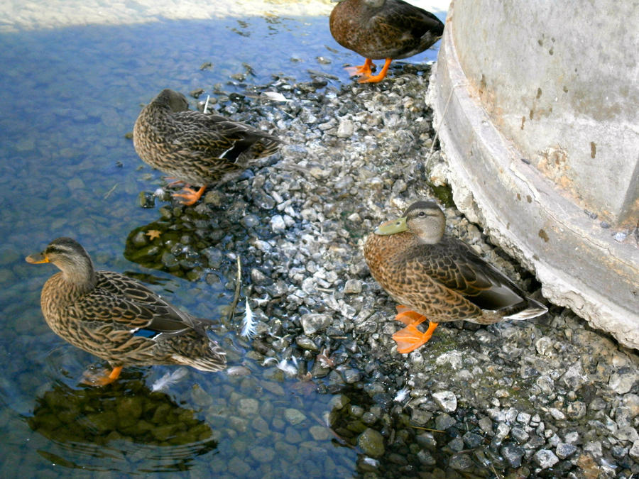 Duck Sit Position Sitting Ducks by Lockc2 on DeviantArt