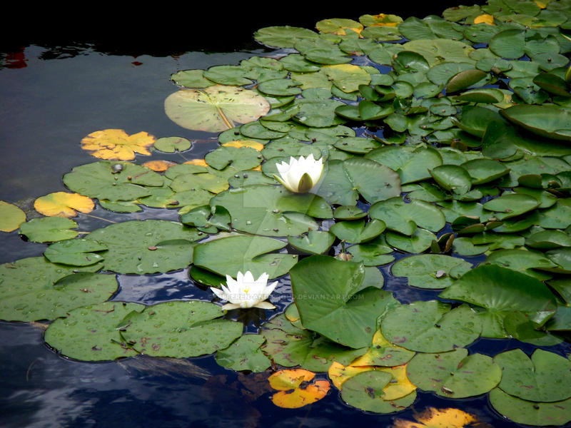 Lily pads