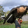 Peregrine Falcon 'Boomer'