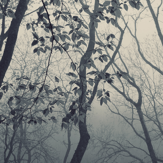 foggy forest