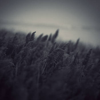 before the night by leenik