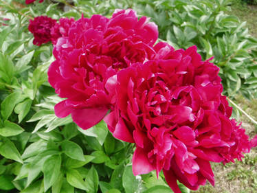 Peonies