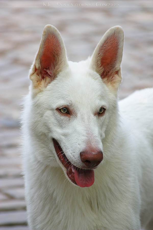 Berger Blanc Suisse