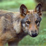 Timberwolf Pup3