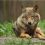 Orange Wolf