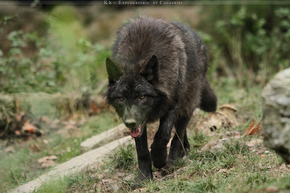 Black Younker by Khalliysgraphy