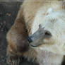 Polar Brown Bear