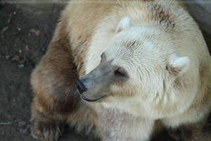 Polar Brown Bear