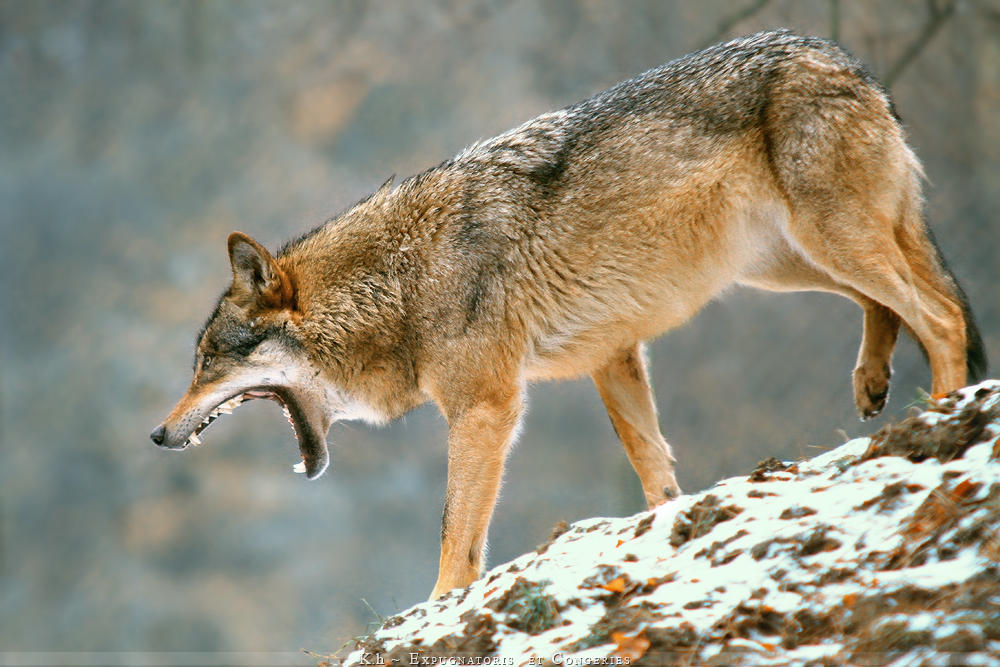 Razor Teeth by Khalliysgraphy on DeviantArt