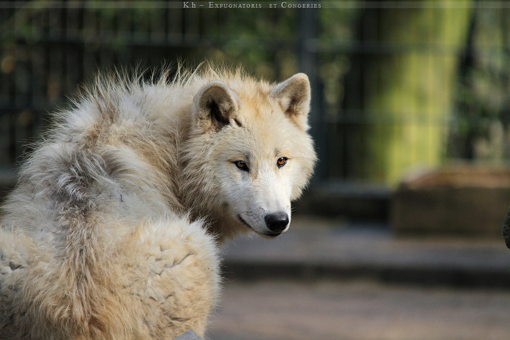 Ruffled Coat