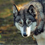 Sledgedog I