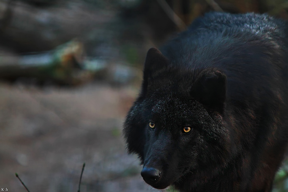 Black Wolf Gold Eyes 667, 1000 Young Bootsmann by Khalliysgraphy on DeviantArt