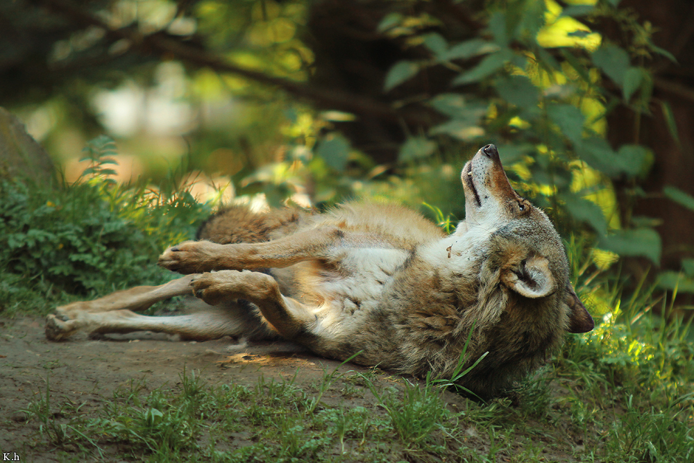 Evening Nap