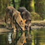 At the Pond