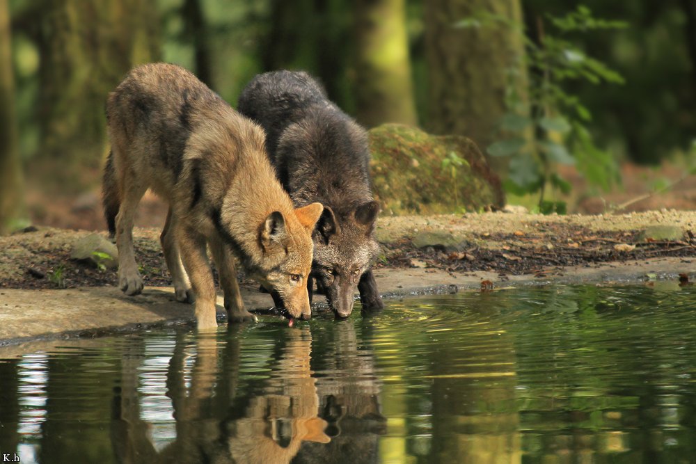 At the Pond