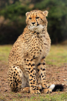 Young Cheetah Boy