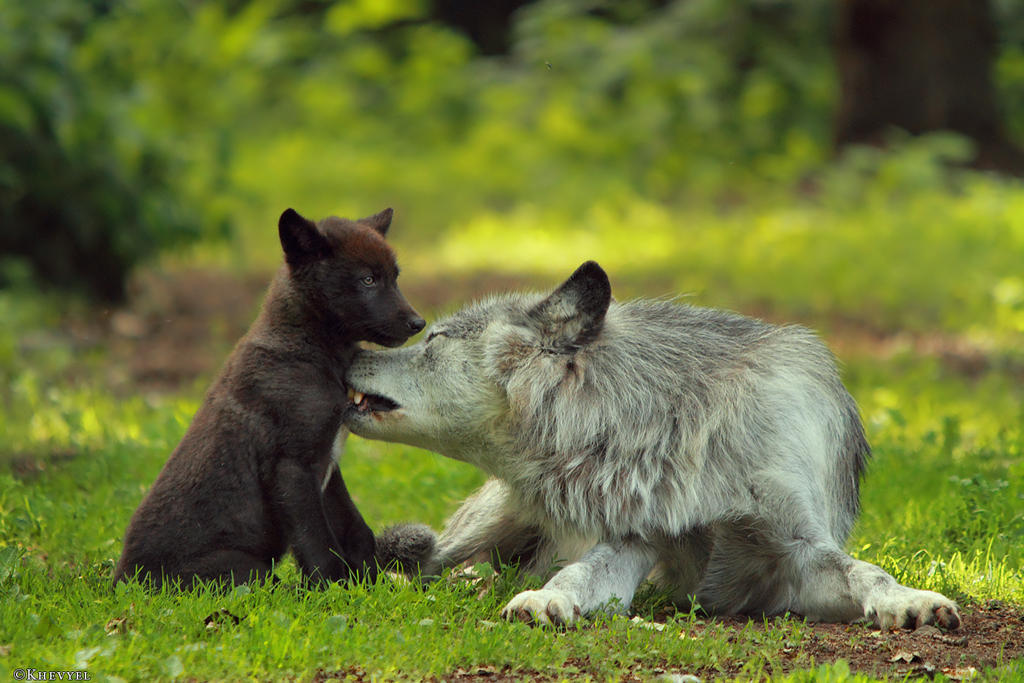 Animals brothers