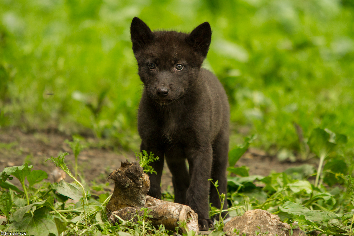 Curious Explorer