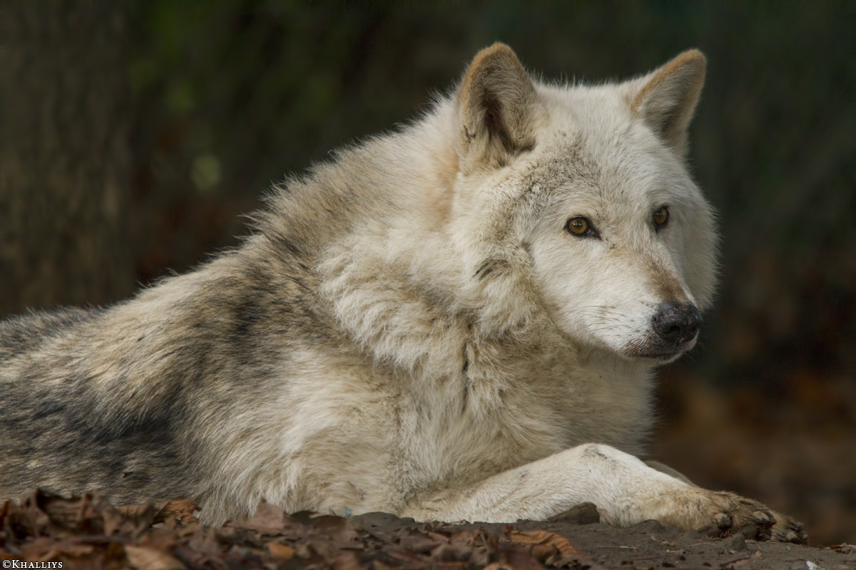 Fluffy Wolf