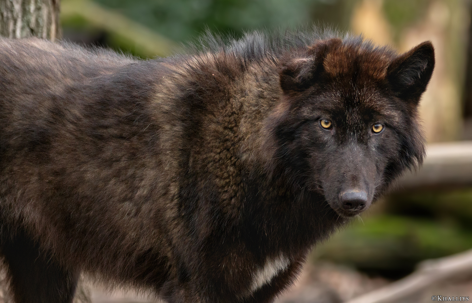 The cutest Wolf in the Universe by Khalliysgraphy on DeviantArt