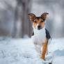 Snowdancer