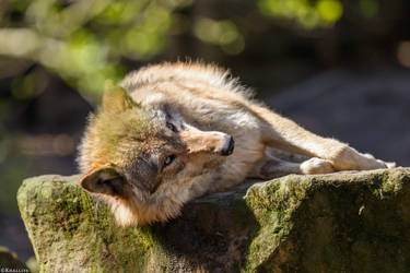 Sunbathing