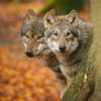 Curious Young