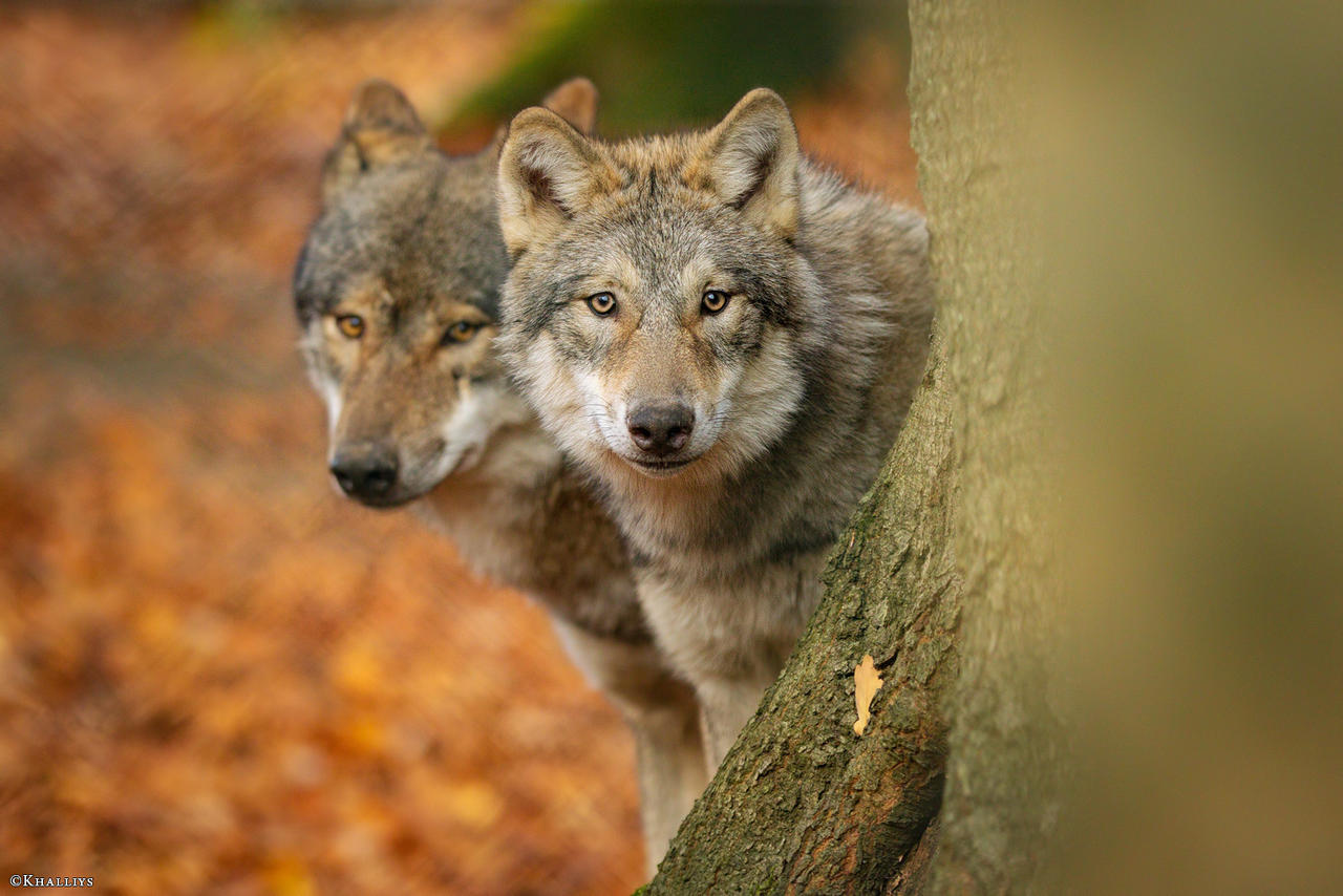 Curious Young By Khalliysgraphy On DeviantArt curious-young-by-khalliysgraphy-on-deviantart