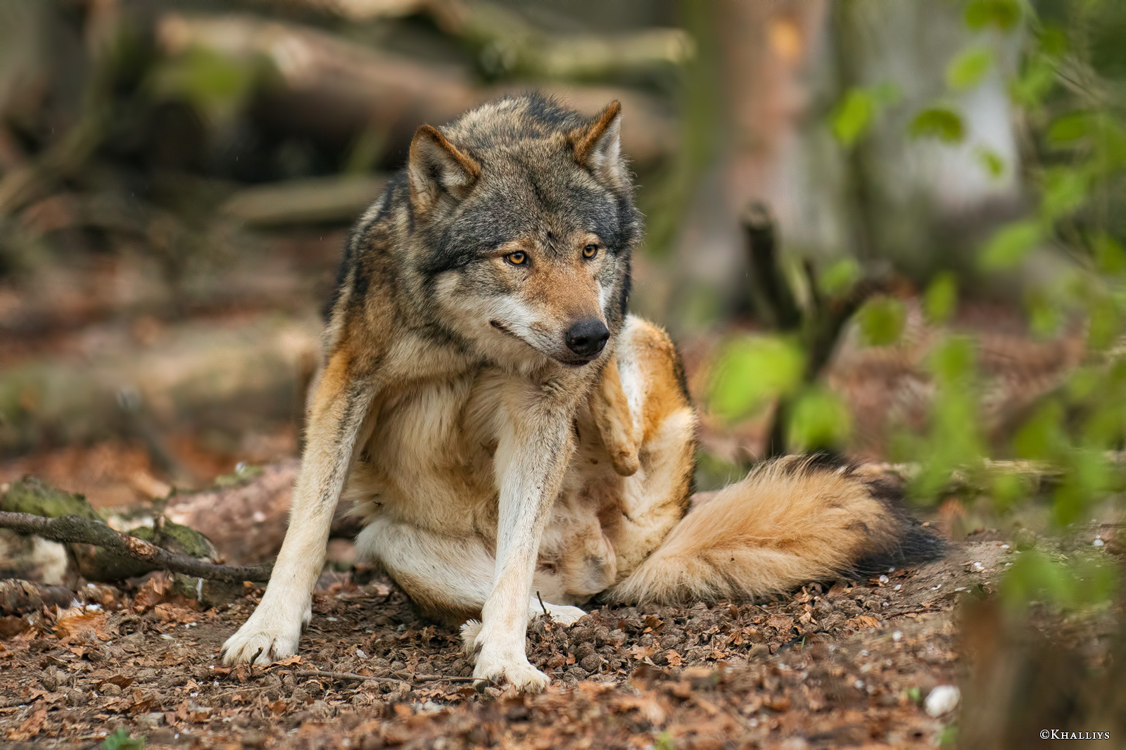 Scratching An Itch By Khalliysgraphy On DeviantArt scratching-an-itch-by-khalliysgraphy-on-deviantart