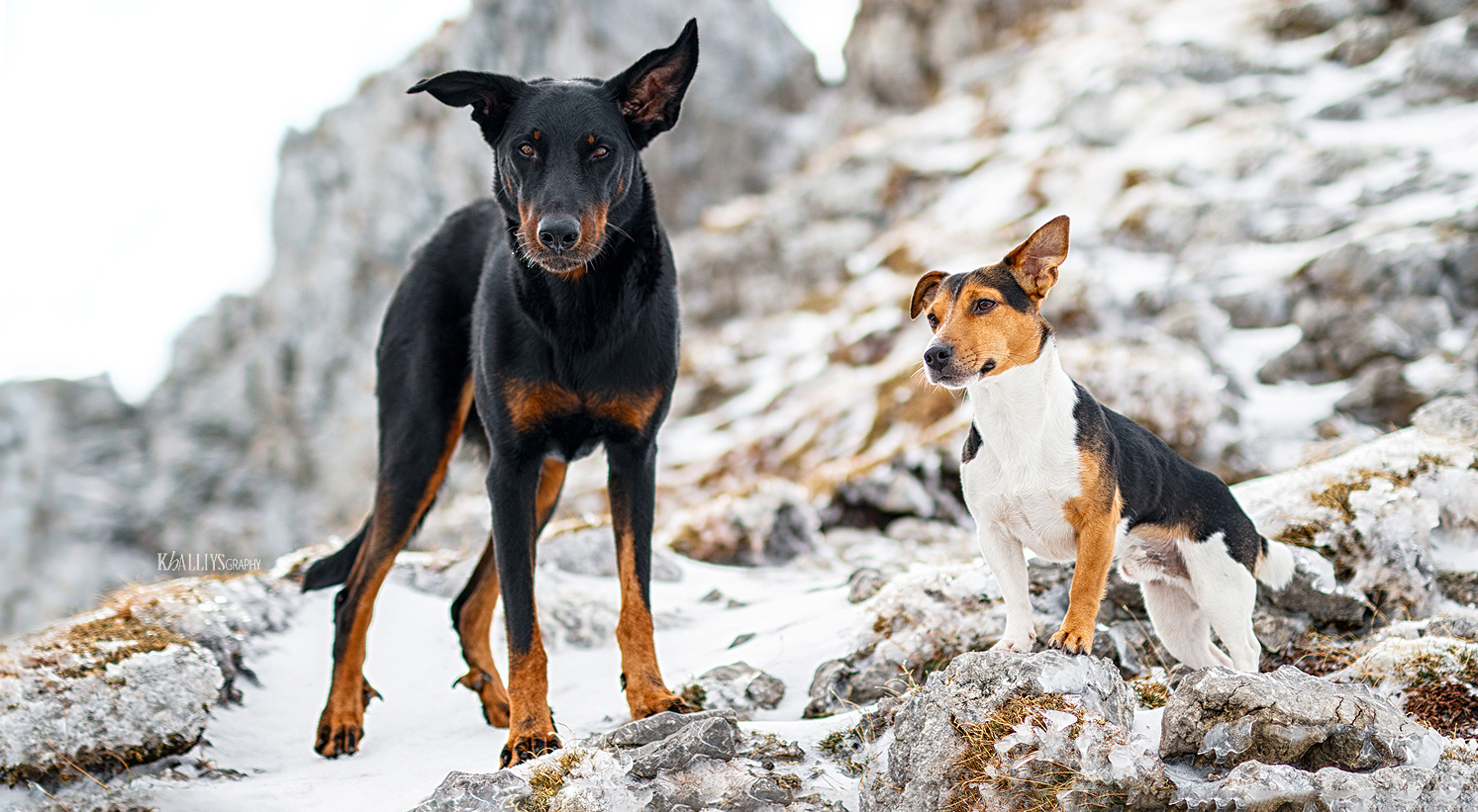 Bandits in the snow