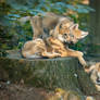 Wolf pups chilling