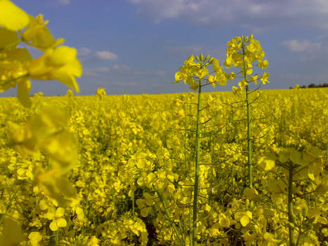 Rape Field