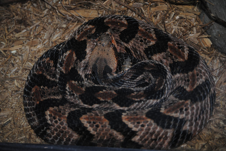 Epic Rattlesnake rattlesnake by epicbreak on DeviantArt