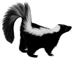 Skunk
