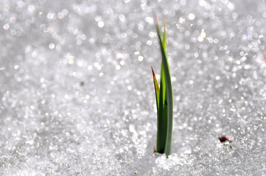 Almost Spring Graphics Almost spring by the808track on DeviantArt