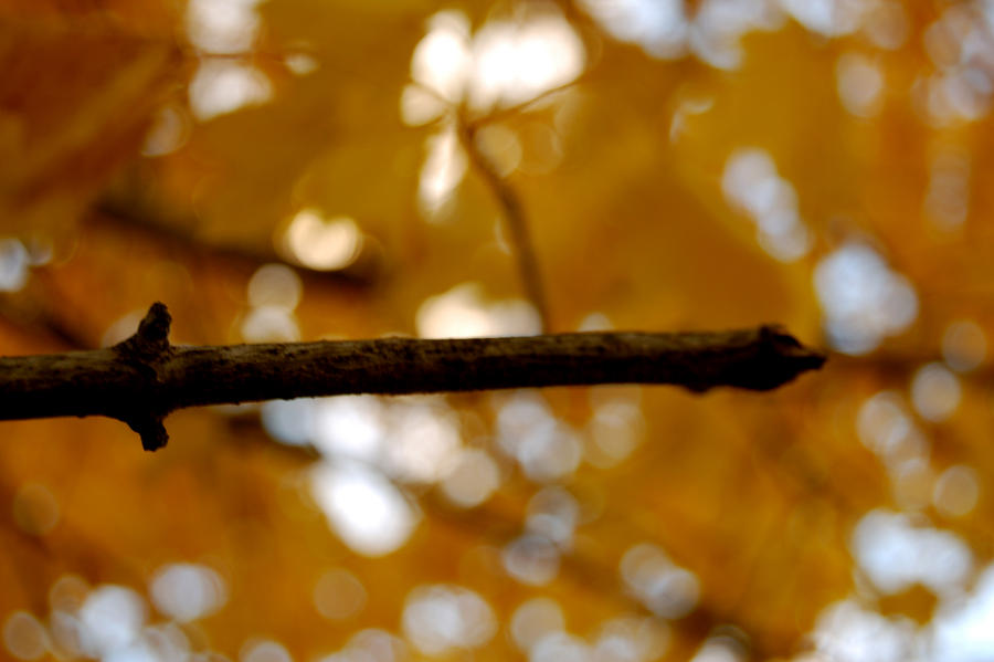 Fall Trees II