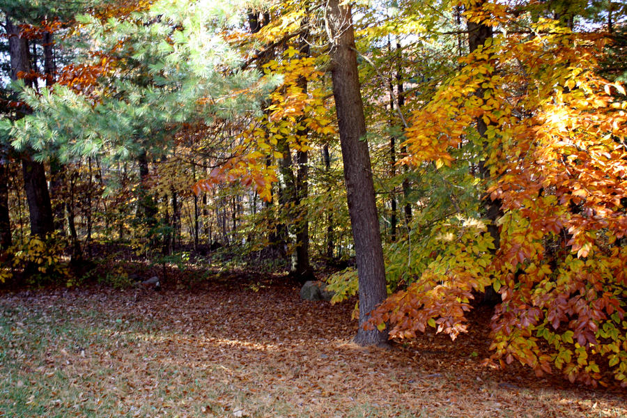 A Walk Through the Woods