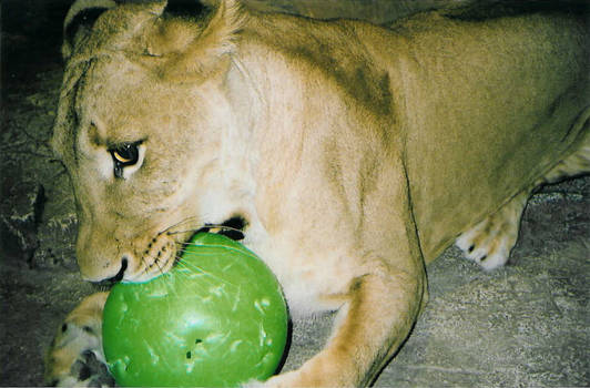 lioness chews on ball