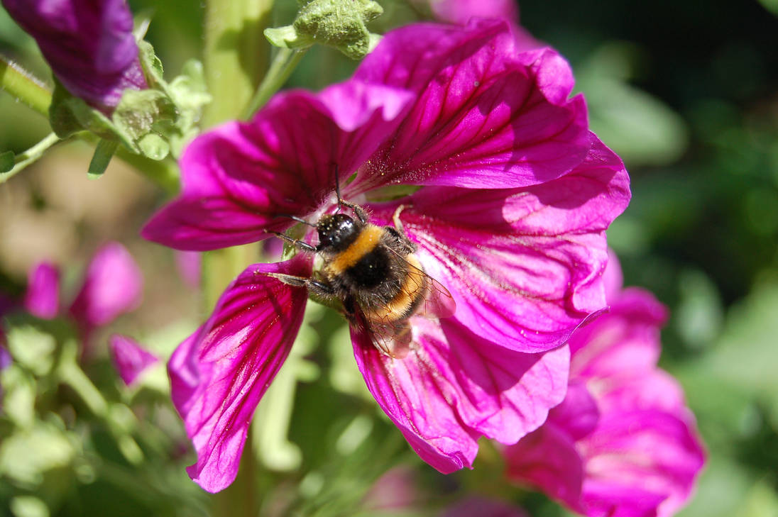 Fluffy Bumblebee by TheDestronic on DeviantArt